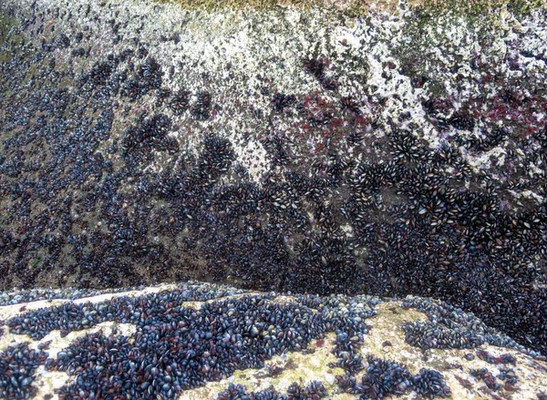 Sterke Watergolf Zwarte Zee Kustmosselen Boven Het Waterpeil Dood Van — Stockfoto