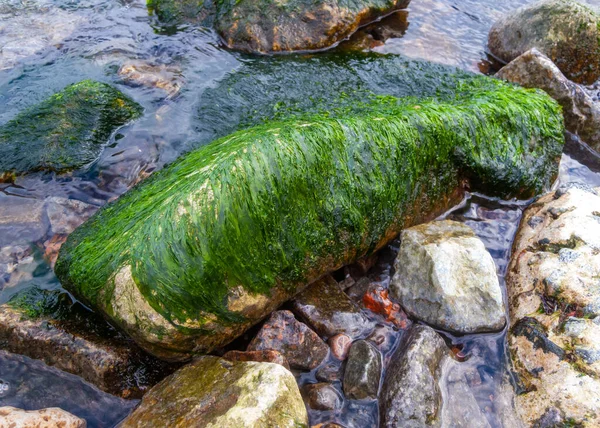 Grün Und Rotalgen Auf Steinen Während Einer Starken Ebbe Wasserwelle — Stockfoto