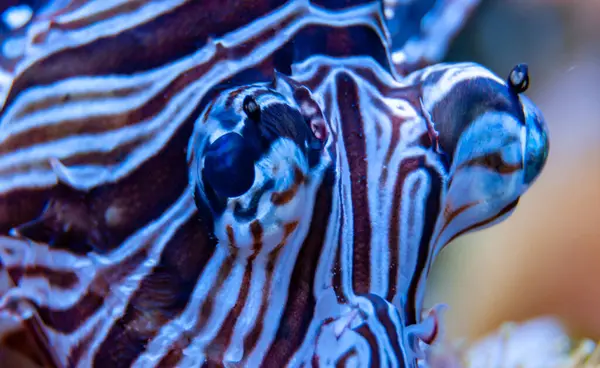 Dangerous poisonous lion fish in a marine aquarium