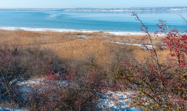 Crataegus laevigata - Tilagul halklarının arka planında bir çalılıkta kırmızı böğürtlen