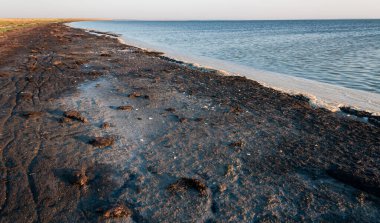 Kuruyan sığ Tuzlovsky haliçinin kıyısında kurumuş algler, Ukrayna