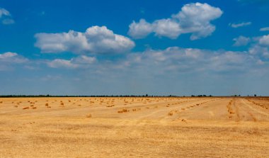 Hasat edilen buğday tarlasında kare balyalarda toplanan saman, Ukrayna 'nın üzerinde mavi gökyüzü.