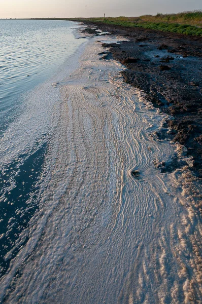 Wavy Dirty foam driven by the wind to the shore of the Tuzlovsky estuary, Ukraine