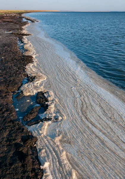 Wavy Dirty foam driven by the wind to the shore of the Tuzlovsky estuary, Ukraine