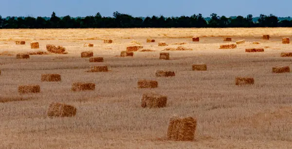 Straw collected in square bales on a harvested wheat field, blue sky over the field, Ukraine