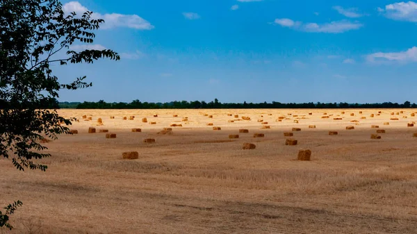 Straw collected in square bales on a harvested wheat field, white clouds in the sky, Ukraine