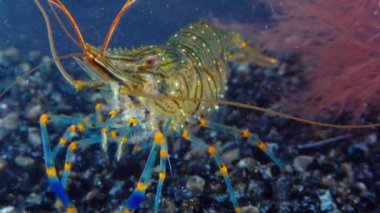 Rockpool karidesi (Palaemon elegans), midyeler arasında yiyecek arayan karides, Karadeniz