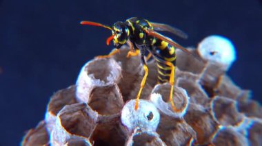 Avrupa kağıt eşekarısı (Polistes dominula), küçük kağıt yuvasında larvaları koruyan eşekarısı.