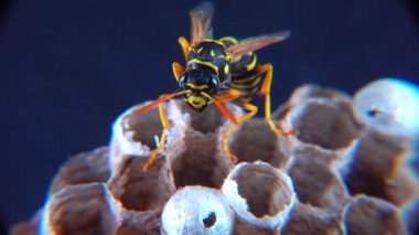 Avrupa kağıt eşekarısı (Polistes dominula), küçük kağıt yuvasında larvaları koruyan eşekarısı.