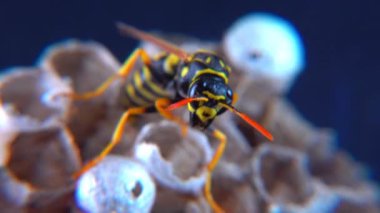 Avrupa kağıt eşekarısı (Polistes dominula), küçük kağıt yuvasında larvaları koruyan eşekarısı.