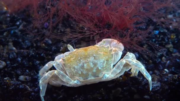 六角蟹 Brachinotus Sexdentatus 在黑海海岸石上数量众多的小螃蟹 — 图库视频影像