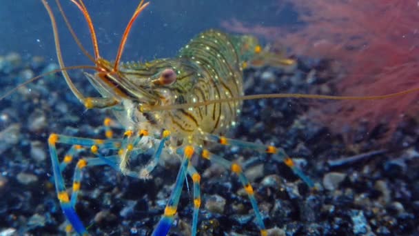 Crevettes Rocheuses Palaemon Elegans Crevettes Recherche Nourriture Parmi Les Moules — Video