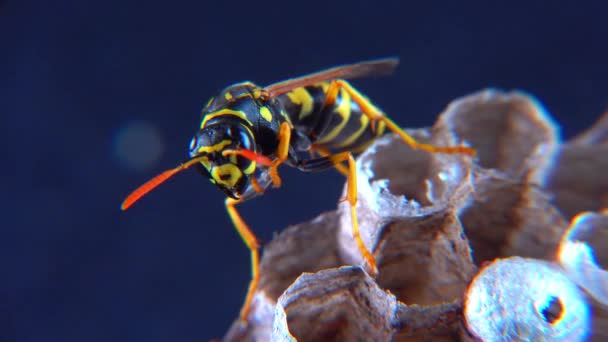 欧洲纸黄蜂 Polistes Dominula 在她的小纸窝上守护着幼虫 — 图库视频影像