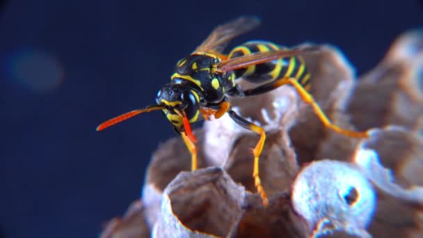 Vespa Papel Europeia Polistes Dominula Vespa Guardando Larvas Seu Pequeno — Vídeo de Stock