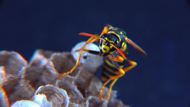 Vespa Papel Europeia Polistes Dominula Vespa Guardando Larvas Seu Pequeno — Vídeo de Stock