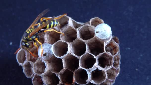 Avrupa Kağıt Eşekarısı Polistes Dominula Küçük Kağıt Yuvasında Larvaları Koruyan — Stok video
