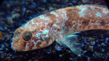 Ponticola eurycephalus, Karadeniz 'den gelen akvaryumdaki genç bir balığın yakın çekimi.