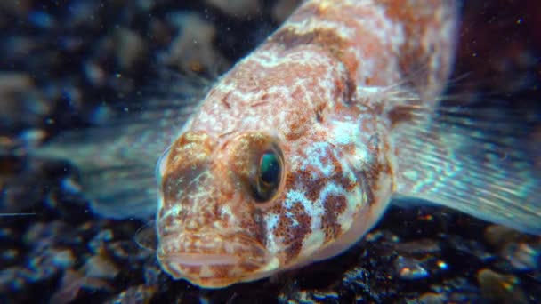 Ponticola Eurycephalus Κοντινό Πλάνο Ενός Νεαρού Ψαριού Ενυδρείο Από Μαύρη — Αρχείο Βίντεο
