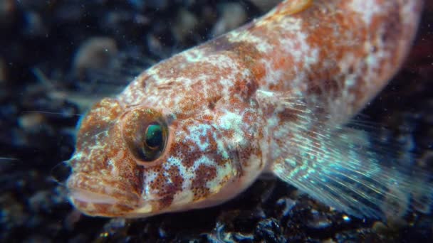Ponticola Eurycephalus 흑해에서 수족관에서 물고기의 클로즈업 — 비디오