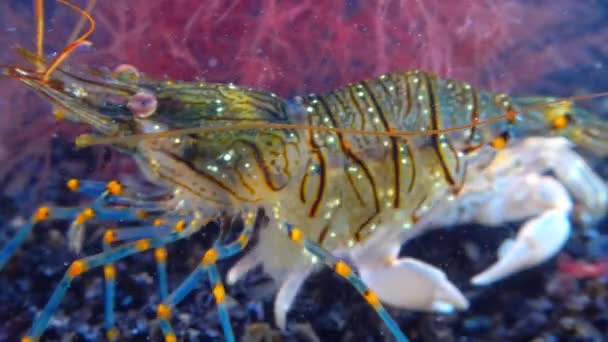 Brachinotus Sexdentatus Malý Krab Četný Pobřežních Kamenech Černém Moři — Stock video