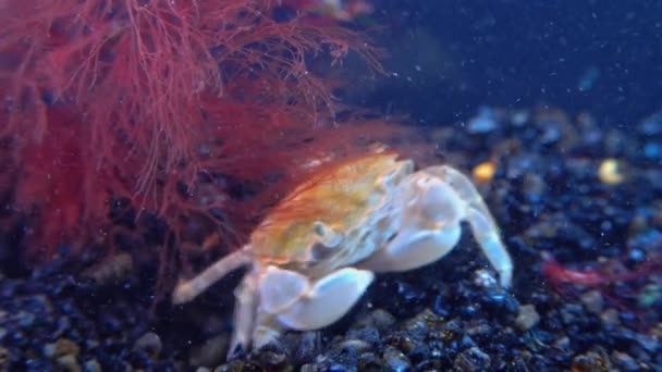 Brachinotus Sexdentatus Petit Crabe Nombreux Sur Les Pierres Côtières Mer — Video