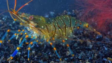 Rockpool karidesi (Palaemon elegans), midyeler arasında yiyecek arayan karides, Karadeniz