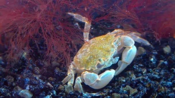 Brachinotus Sexdentatus Kleine Krabbe Zahlreich Auf Küstensteinen Schwarzen Meer — Stockvideo