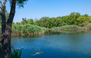 Granit bankaların arasında yavaşça akan bir nehrin yatağı Ukrayna 'nın pitoresk bitki örtüsüyle kaplıdır.