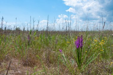 Orchis mascula - erken-mor orkide, bozkırdan çiçek açan bitkiler Tiligul halklarının kıyısındaki peyzaj parkında.