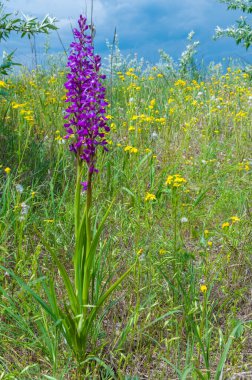 Orchis mascula - erken-mor orkide, bozkırdan çiçek açan bitkiler Tiligul halklarının kıyısındaki peyzaj parkında.