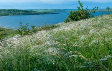 Ukrayna tüy bozkırı, Bunchgrass türleri (Stipa capillata), Güney Ukrayna bozkırları