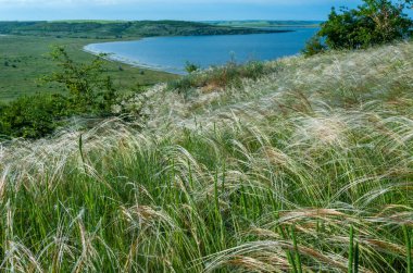 Ukrayna tüy bozkırı, Bunchgrass türleri (Stipa capillata), Güney Ukrayna bozkırları