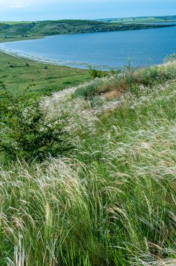 Ukrayna tüy bozkırı, Bunchgrass türleri (Stipa capillata), Güney Ukrayna bozkırları