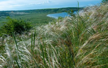 Ukrayna tüy bozkırı, Bunchgrass türleri (Stipa capillata), Güney Ukrayna bozkırları