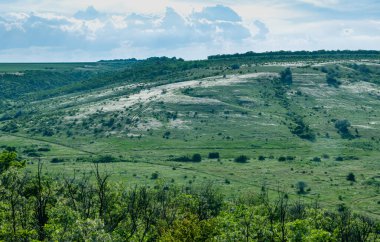 Ukrayna tüy bozkırı, Bunchgrass türleri (Stipa capillata), Güney Ukrayna bozkırları