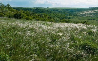 Ukrayna tüy bozkırı, Bunchgrass türleri (Stipa capillata), Güney Ukrayna bozkırları
