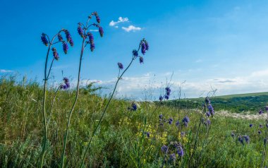 Ukrayna 'nın Ukrayna' nın Ukrayna yamaçlarındaki kuru tüy çimi.