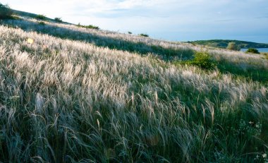 Ukrayna tüy bozkırı, Bunchgrass türleri (Stipa capillata), Güney Ukrayna bozkırları