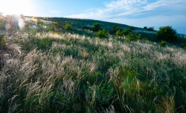 Ukrayna tüy bozkırı, Bunchgrass türleri (Stipa capillata), Güney Ukrayna bozkırları
