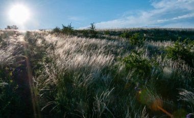 Ukrayna tüy bozkırı, Bunchgrass türleri (Stipa capillata), Güney Ukrayna bozkırları