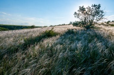 Ukrayna tüy bozkırı, Bunchgrass türleri (Stipa capillata), Güney Ukrayna bozkırları