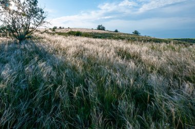 Ukrayna tüy bozkırı, Bunchgrass türleri (Stipa capillata), Güney Ukrayna bozkırları