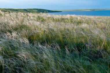 Ukrayna tüy bozkırı, Bunchgrass türleri (Stipa capillata), Güney Ukrayna bozkırları