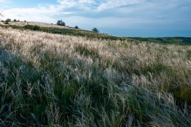 Ukrayna tüy bozkırı, Bunchgrass türleri (Stipa capillata), Güney Ukrayna bozkırları