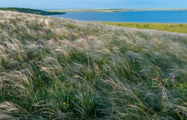 Ukrayna tüy bozkırı, Bunchgrass türleri (Stipa capillata), Güney Ukrayna bozkırları