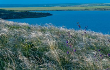 Ukrayna tüy bozkırı, Bunchgrass türleri (Stipa capillata), Güney Ukrayna bozkırları