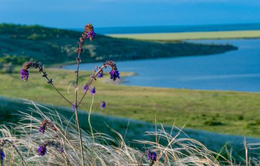 Ukrayna tüy bozkırı, Bunchgrass türleri (Stipa capillata), Güney Ukrayna bozkırları