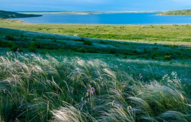 Ukrayna tüy bozkırı, Bunchgrass türleri (Stipa capillata), Güney Ukrayna bozkırları