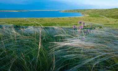 Ukrayna tüy bozkırı, Bunchgrass türleri (Stipa capillata), Güney Ukrayna bozkırları