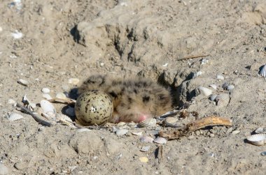 Sandviç kabuğu (Thalasseus sandvicensis), yuvadaki deniz kestanesi civcivi, Tiligulskiy haliçleri, Ukrayna 